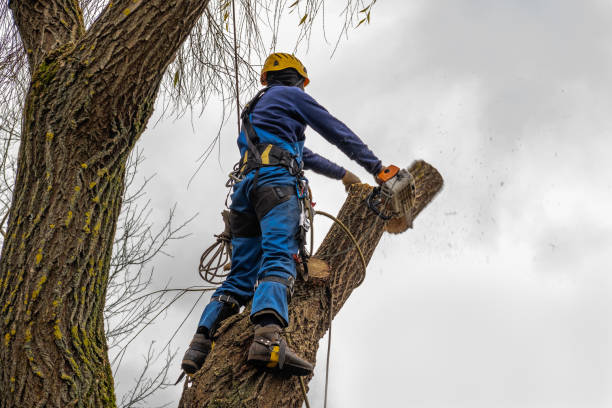 The Steps Involved in Our Tree Care Process in Cibecue, AZ